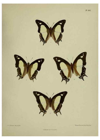 Reproducción/Reproduction 24304742047: Lepidoptera indica.. London,1890-1913.. 