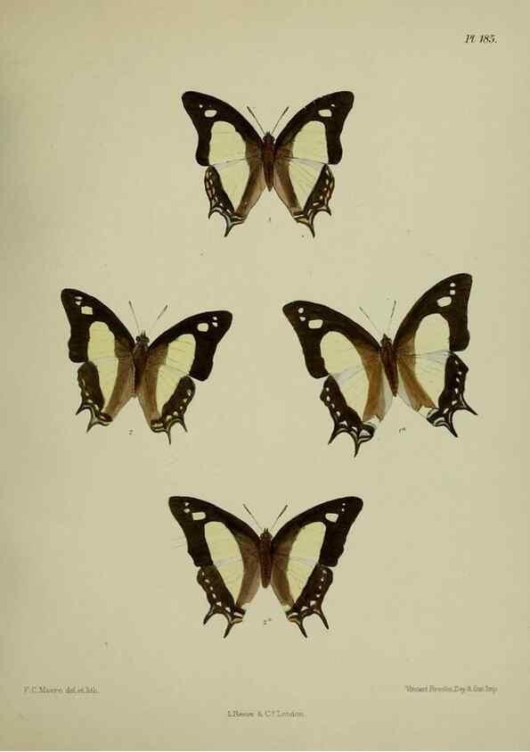 Reproducción/Reproduction 24304742047: Lepidoptera indica.. London,1890-1913.. 