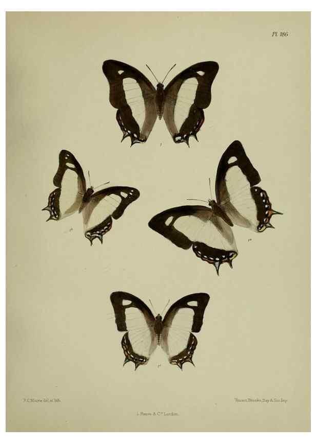 Reproducción/Reproduction 25300133508: Lepidoptera indica.. London,1890-1913.. 