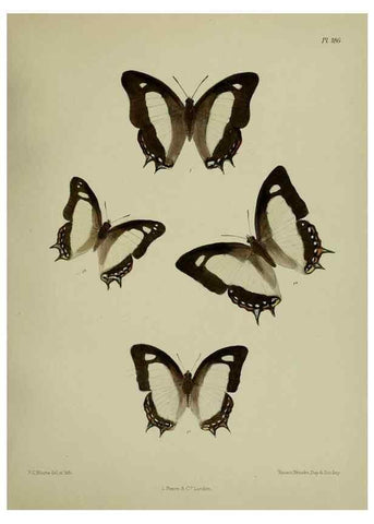 Reproducción/Reproduction 25300133508: Lepidoptera indica.. London,1890-1913.. 