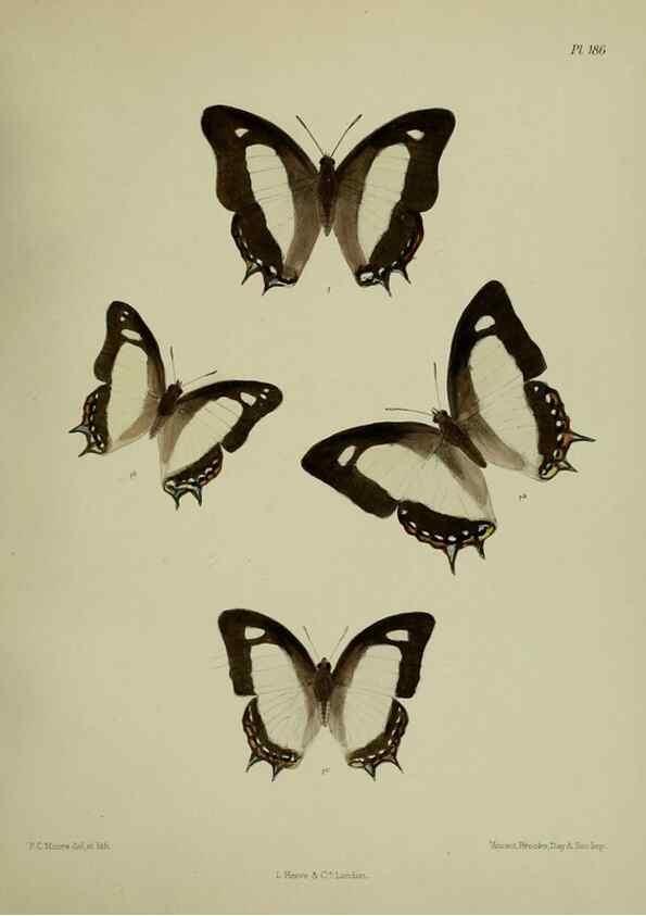 Reproducción/Reproduction 25300133508: Lepidoptera indica.. London,1890-1913.. 