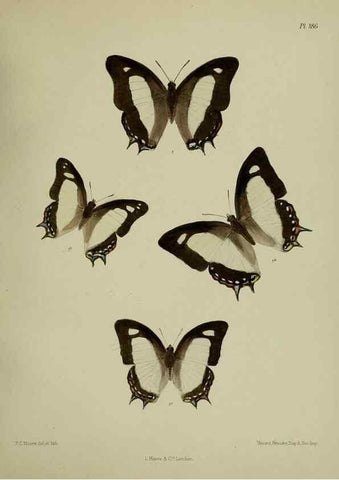 Reproducción/Reproduction 25300133508: Lepidoptera indica.. London,1890-1913.. 