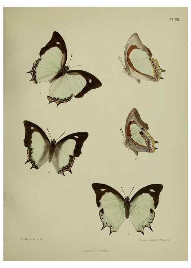 Reproducción/Reproduction 38285764535: Lepidoptera indica.. London,1890-1913.. 