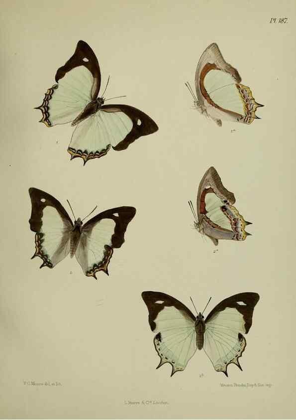 Reproducción/Reproduction 38285764535: Lepidoptera indica.. London,1890-1913.. 
