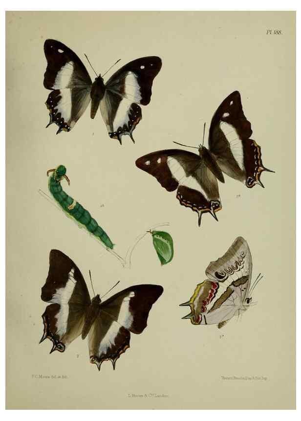 Reproducción/Reproduction 24304747027: Lepidoptera indica.. London,1890-1913.. 
