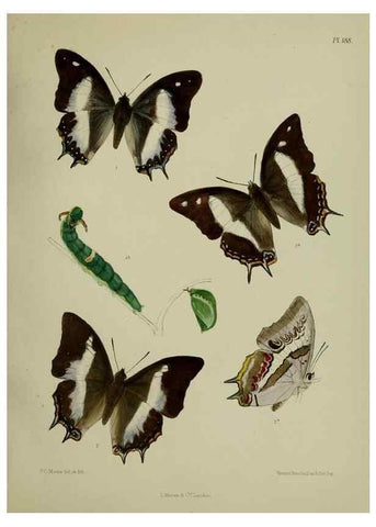 Reproducción/Reproduction 24304747027: Lepidoptera indica.. London,1890-1913.. 