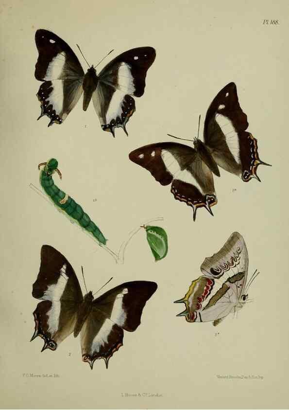 Reproducción/Reproduction 24304747027: Lepidoptera indica.. London,1890-1913.. 