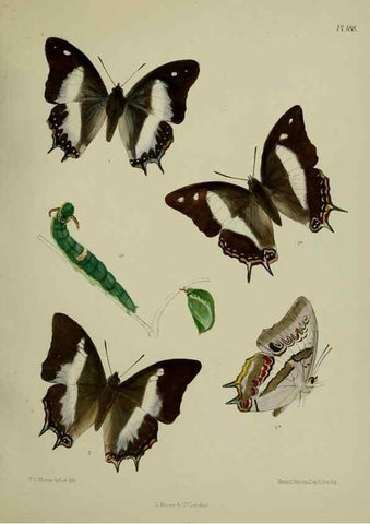 Reproducción/Reproduction 24304747027: Lepidoptera indica.. London,1890-1913.. 