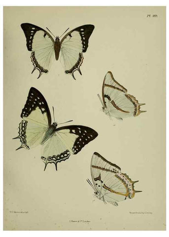 Reproducción/Reproduction 39135456582: Lepidoptera indica.. London,1890-1913.. 