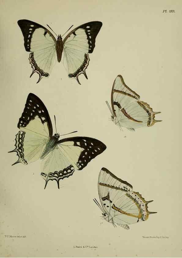 Reproducción/Reproduction 39135456582: Lepidoptera indica.. London,1890-1913.. 