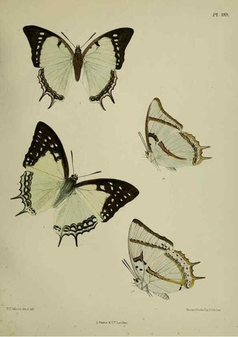 Reproducción/Reproduction 39135456582: Lepidoptera indica.. London,1890-1913.. 