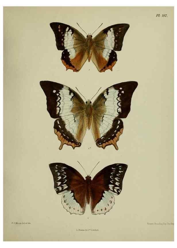 Reproducción/Reproduction 38457813044: Lepidoptera indica.. London,1890-1913.. 