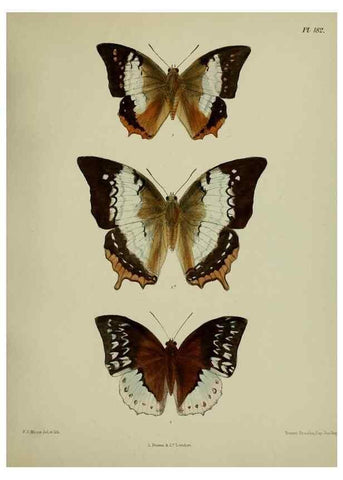 Reproducción/Reproduction 38457813044: Lepidoptera indica.. London,1890-1913.. 