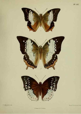 Reproducción/Reproduction 38457813044: Lepidoptera indica.. London,1890-1913.. 