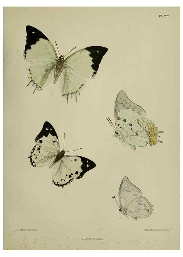 Reproducción/Reproduction 38285773905: Lepidoptera indica.. London,1890-1913.. 