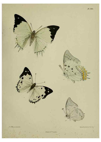 Reproducción/Reproduction 38285773905: Lepidoptera indica.. London,1890-1913.. 