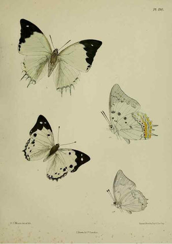 Reproducción/Reproduction 38285773905: Lepidoptera indica.. London,1890-1913.. 
