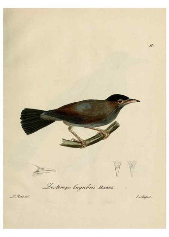 Reproducción/Reproduction 38518077174: [1.]-2. Beitrag zur Ornithologie Westafrica's /. Hamburg :J.A. Meissner,1850-1852. 