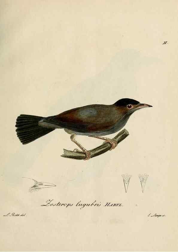 Reproducción/Reproduction 38518077174: [1.]-2. Beitrag zur Ornithologie Westafrica's /. Hamburg :J.A. Meissner,1850-1852. 