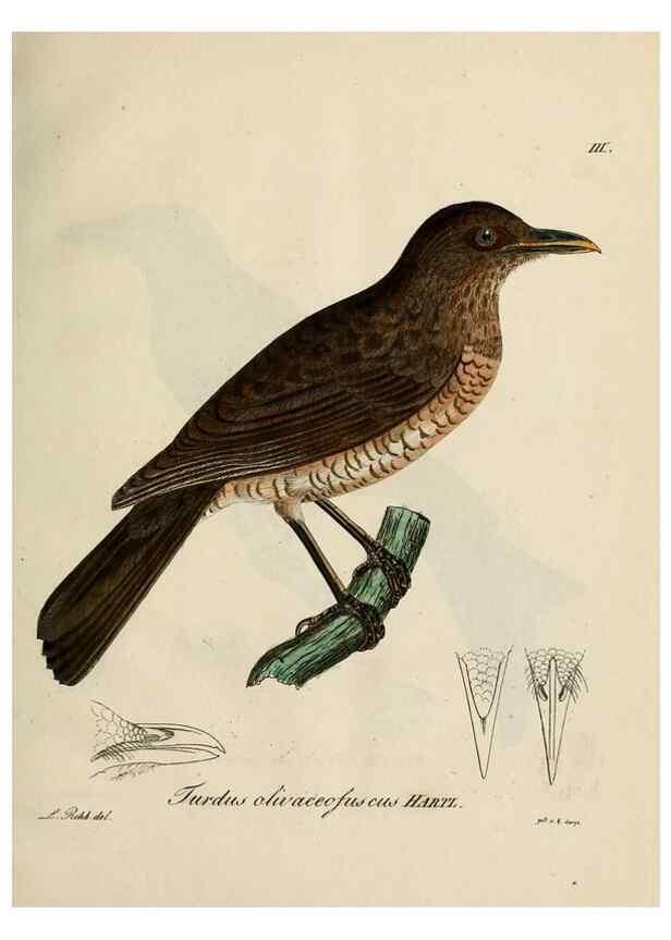 Reproducción/Reproduction 38518080114: [1.]-2. Beitrag zur Ornithologie Westafrica's /. Hamburg :J.A. Meissner,1850-1852. 