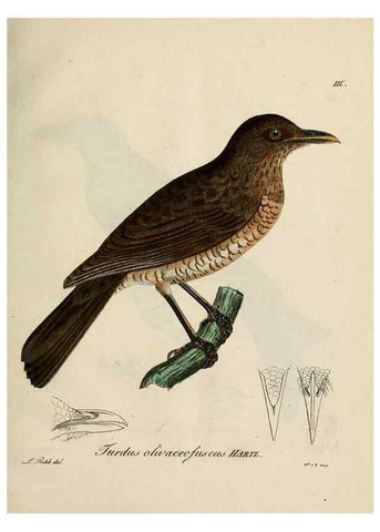 Reproducción/Reproduction 38518080114: [1.]-2. Beitrag zur Ornithologie Westafrica's /. Hamburg :J.A. Meissner,1850-1852. 