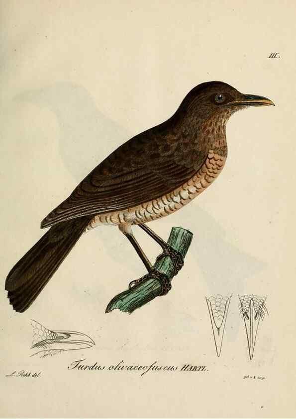 Reproducción/Reproduction 38518080114: [1.]-2. Beitrag zur Ornithologie Westafrica's /. Hamburg :J.A. Meissner,1850-1852. 