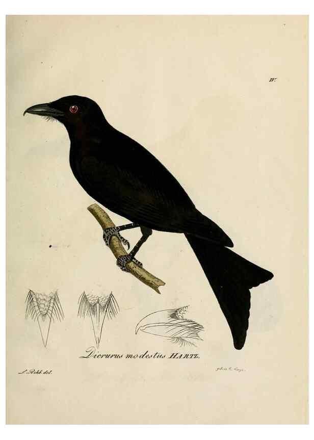 Reproducción/Reproduction 27449947819: [1.]-2. Beitrag zur Ornithologie Westafrica's /. Hamburg :J.A. Meissner,1850-1852. 