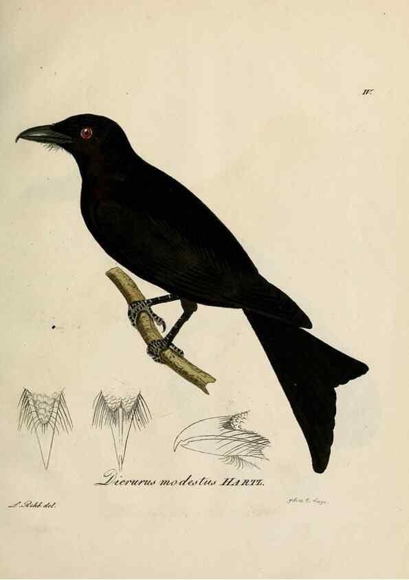Reproducción/Reproduction 27449947819: [1.]-2. Beitrag zur Ornithologie Westafrica's /. Hamburg :J.A. Meissner,1850-1852. 
