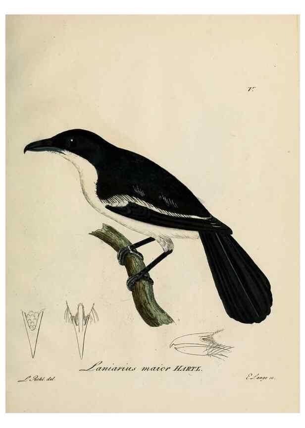 Reproducción/Reproduction 25359852588: [1.]-2. Beitrag zur Ornithologie Westafrica's /. Hamburg :J.A. Meissner,1850-1852. 