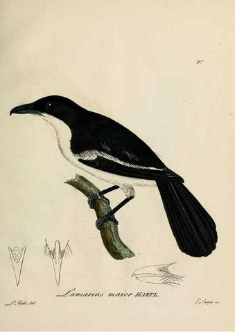 Reproducción/Reproduction 25359852588: [1.]-2. Beitrag zur Ornithologie Westafrica's /. Hamburg :J.A. Meissner,1850-1852. 