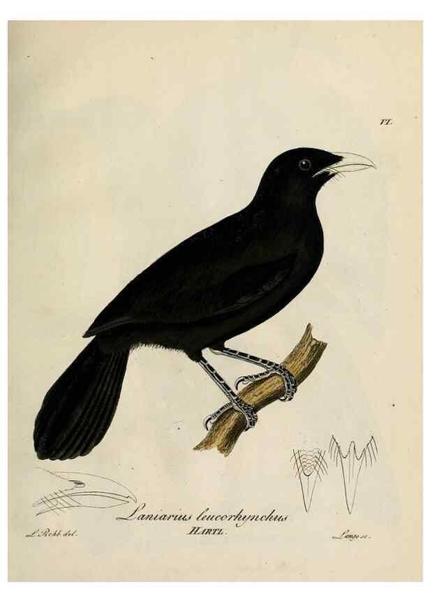 Reproducción/Reproduction 27449950659: [1.]-2. Beitrag zur Ornithologie Westafrica's /. Hamburg :J.A. Meissner,1850-1852. 