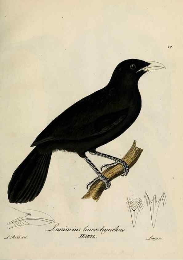 Reproducción/Reproduction 27449950659: [1.]-2. Beitrag zur Ornithologie Westafrica's /. Hamburg :J.A. Meissner,1850-1852. 