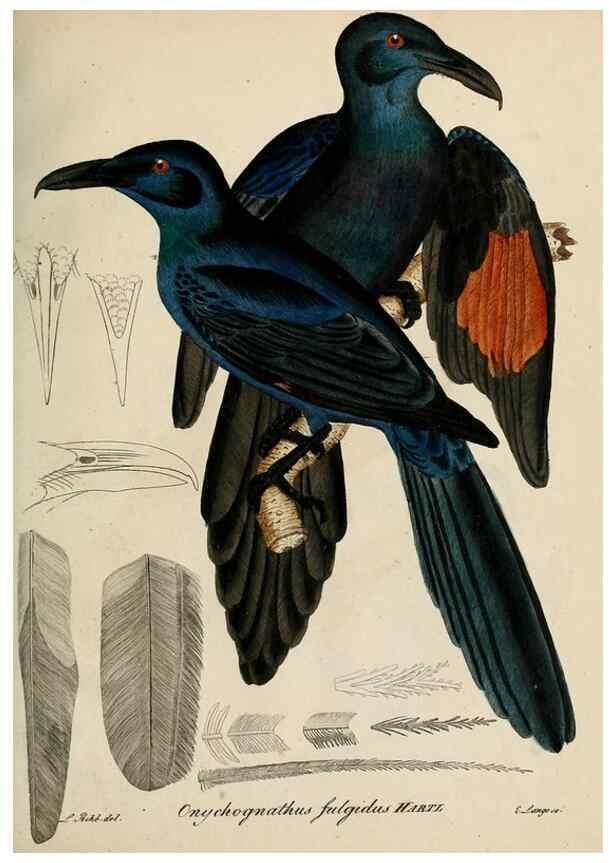Reproducción/Reproduction 25359858998: [1.]-2. Beitrag zur Ornithologie Westafrica's /. Hamburg :J.A. Meissner,1850-1852. 