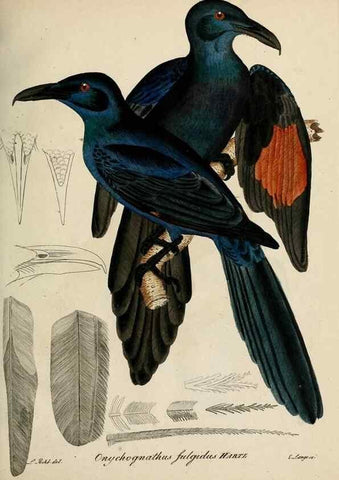 Reproducción/Reproduction 25359858998: [1.]-2. Beitrag zur Ornithologie Westafrica's /. Hamburg :J.A. Meissner,1850-1852. 