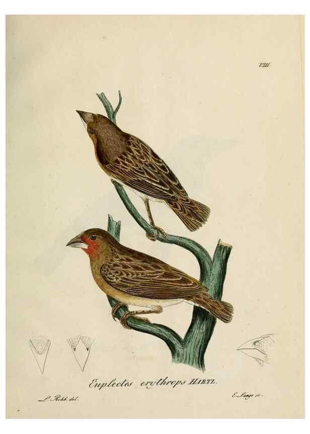 Reproducción/Reproduction 27449954589: [1.]-2. Beitrag zur Ornithologie Westafrica's /. Hamburg :J.A. Meissner,1850-1852. 