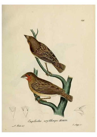 Reproducción/Reproduction 27449954589: [1.]-2. Beitrag zur Ornithologie Westafrica's /. Hamburg :J.A. Meissner,1850-1852. 