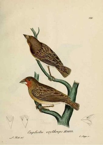 Reproducción/Reproduction 27449954589: [1.]-2. Beitrag zur Ornithologie Westafrica's /. Hamburg :J.A. Meissner,1850-1852. 