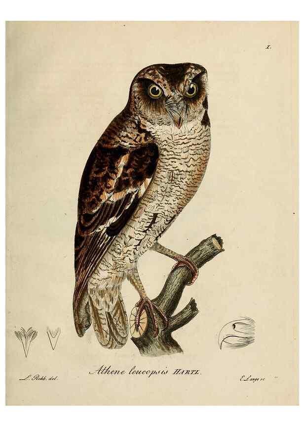 Reproducción/Reproduction 38518074654: [1.]-2. Beitrag zur Ornithologie Westafrica's /. Hamburg :J.A. Meissner,1850-1852. 