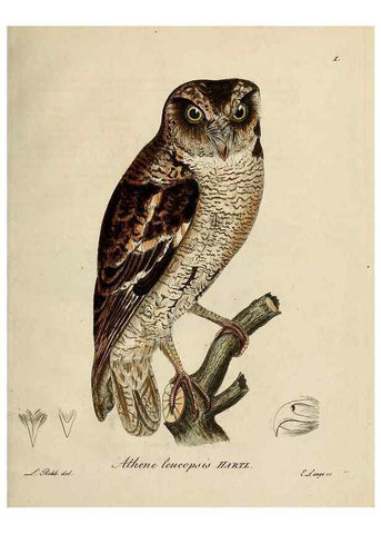Reproducción/Reproduction 38518074654: [1.]-2. Beitrag zur Ornithologie Westafrica's /. Hamburg :J.A. Meissner,1850-1852. 