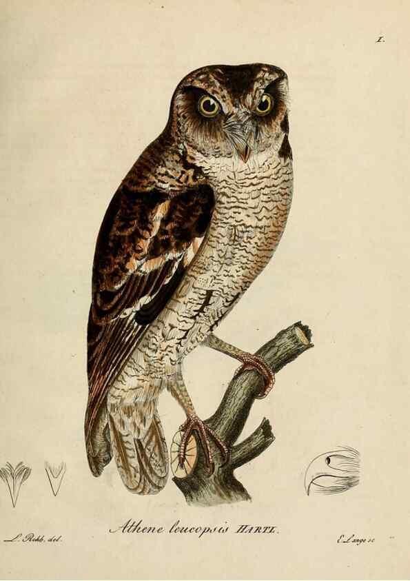 Reproducción/Reproduction 38518074654: [1.]-2. Beitrag zur Ornithologie Westafrica's /. Hamburg :J.A. Meissner,1850-1852. 