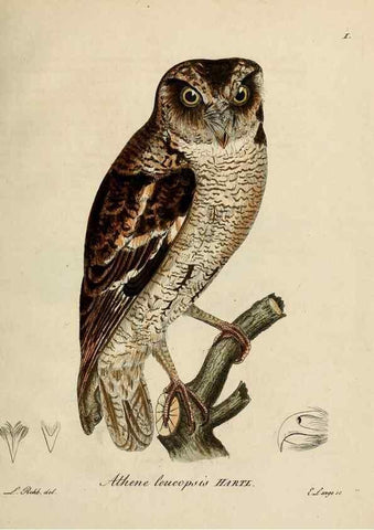 Reproducción/Reproduction 38518074654: [1.]-2. Beitrag zur Ornithologie Westafrica's /. Hamburg :J.A. Meissner,1850-1852. 