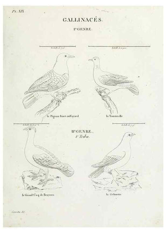 Reproducción/Reproduction 41542894992: Tableau élémentaire d'ornithologie, ou, Histoire naturelle des oiseaux que l'on rencontre communément en France :. Paris :Tournelsen,1806-1822.. 
