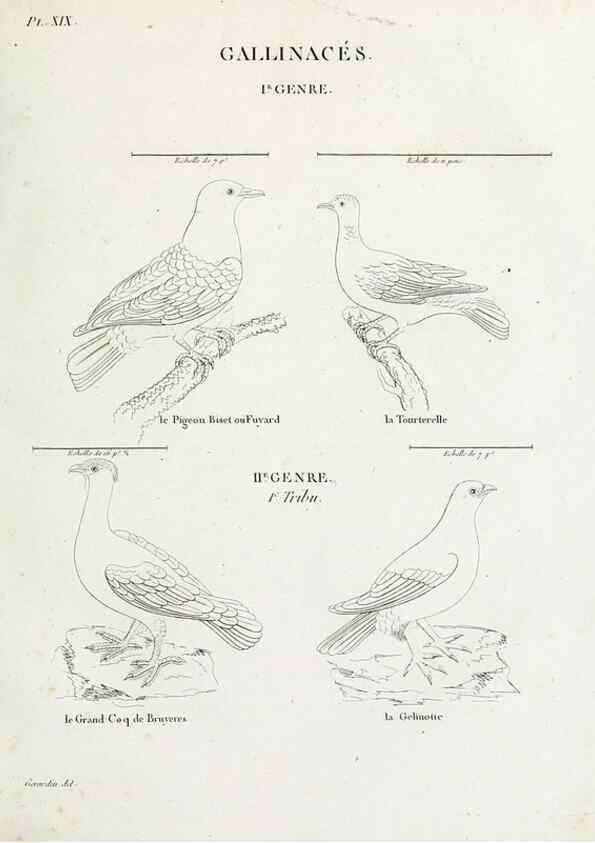 Reproducción/Reproduction 41542894992: Tableau élémentaire d'ornithologie, ou, Histoire naturelle des oiseaux que l'on rencontre communément en France :. Paris :Tournelsen,1806-1822.. 