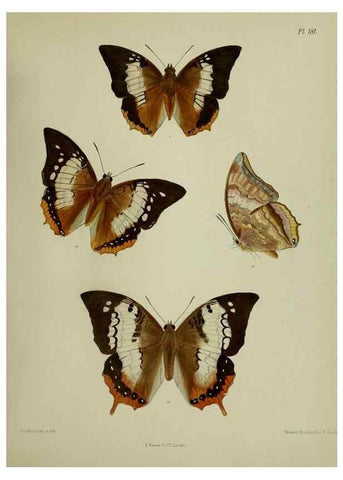 Reproducción/Reproduction 38457810434: Lepidoptera indica.. London,1890-1913.. 