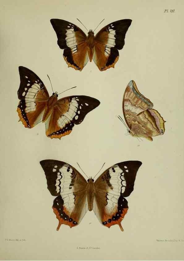 Reproducción/Reproduction 38457810434: Lepidoptera indica.. London,1890-1913.. 