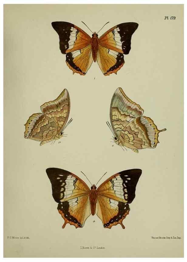 Reproducción/Reproduction 39135424352: Lepidoptera indica.. London,1890-1913.. 