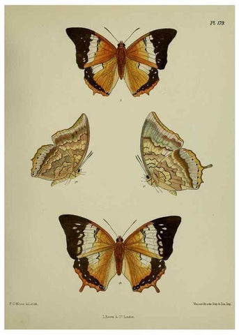 Reproducción/Reproduction 39135424352: Lepidoptera indica.. London,1890-1913.. 