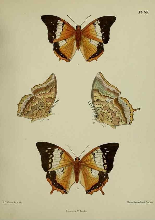 Reproducción/Reproduction 39135424352: Lepidoptera indica.. London,1890-1913.. 