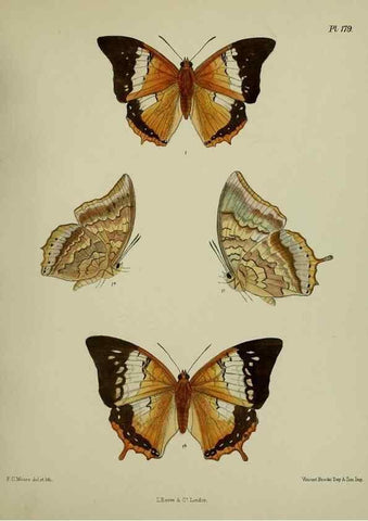 Reproducción/Reproduction 39135424352: Lepidoptera indica.. London,1890-1913.. 