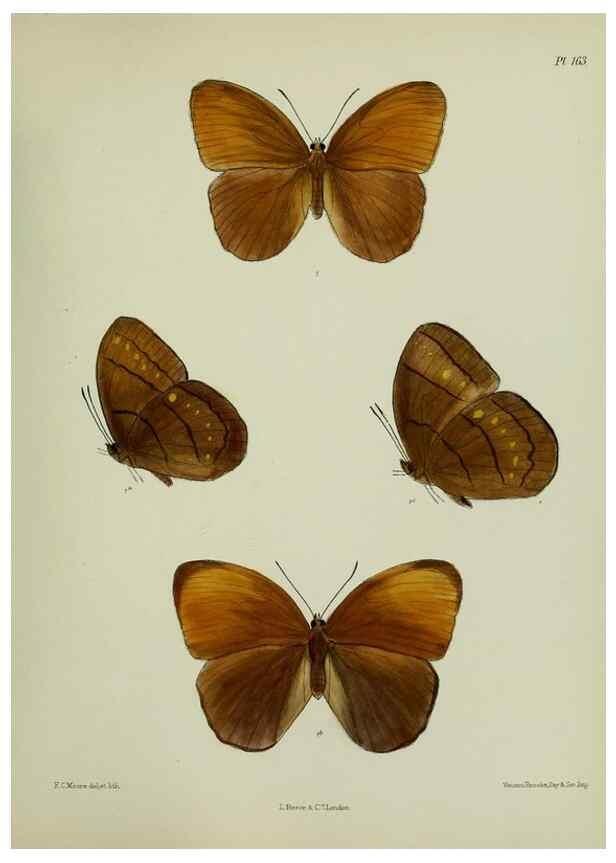 Reproducción/Reproduction 25300028898: Lepidoptera indica.. London,1890-1913.. 